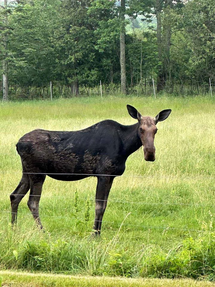 Serene Woodland Family Retreat with Screened Porch Near Acadia National Park | Ellsworth, Maine