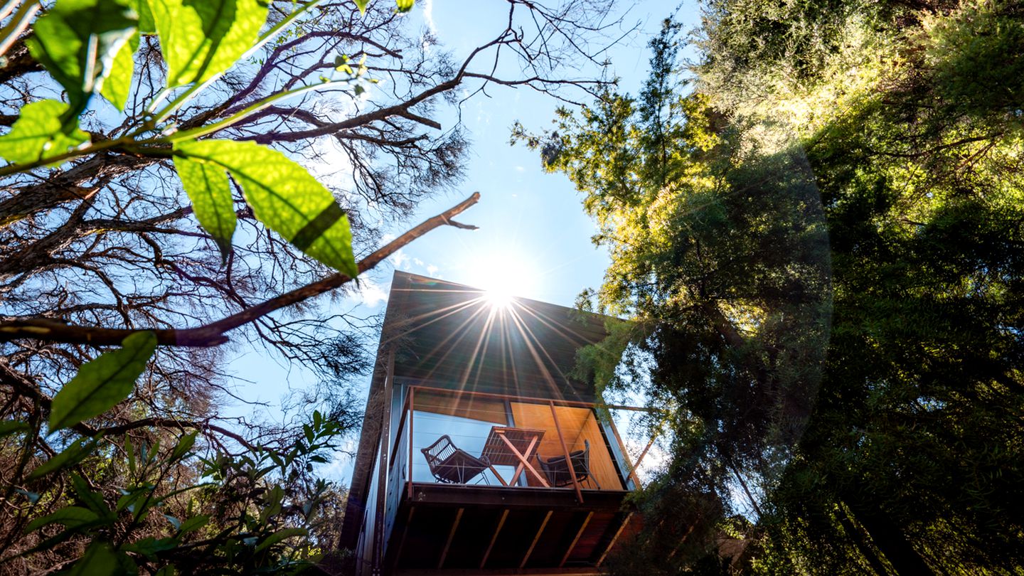 Gorgeous Romantic Tiny Hut Nestled Among the Towering Trees in NZ