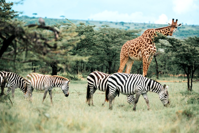 Safari Tents (Kenya, Talek, Narok)
