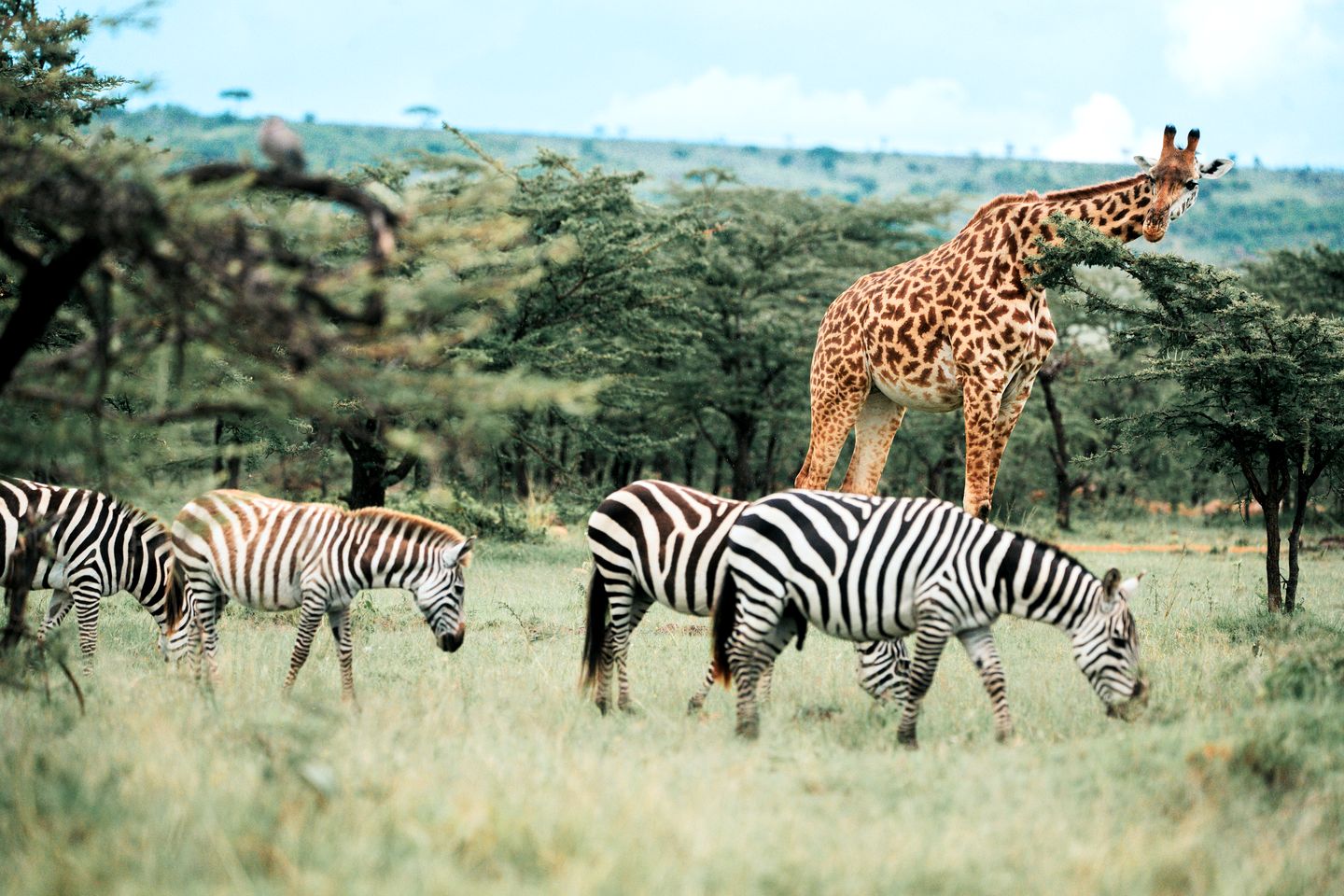 Amazing Safari Tent with Fire Pit in Talek, Narok