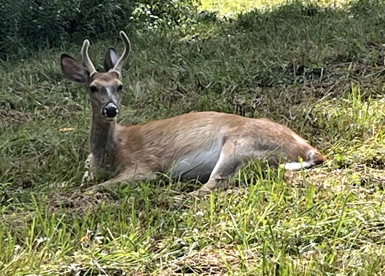 Secluded Glamping Tunnel Tent with Hot Tub & Private Pond near Clifton Township, Pennsylvania