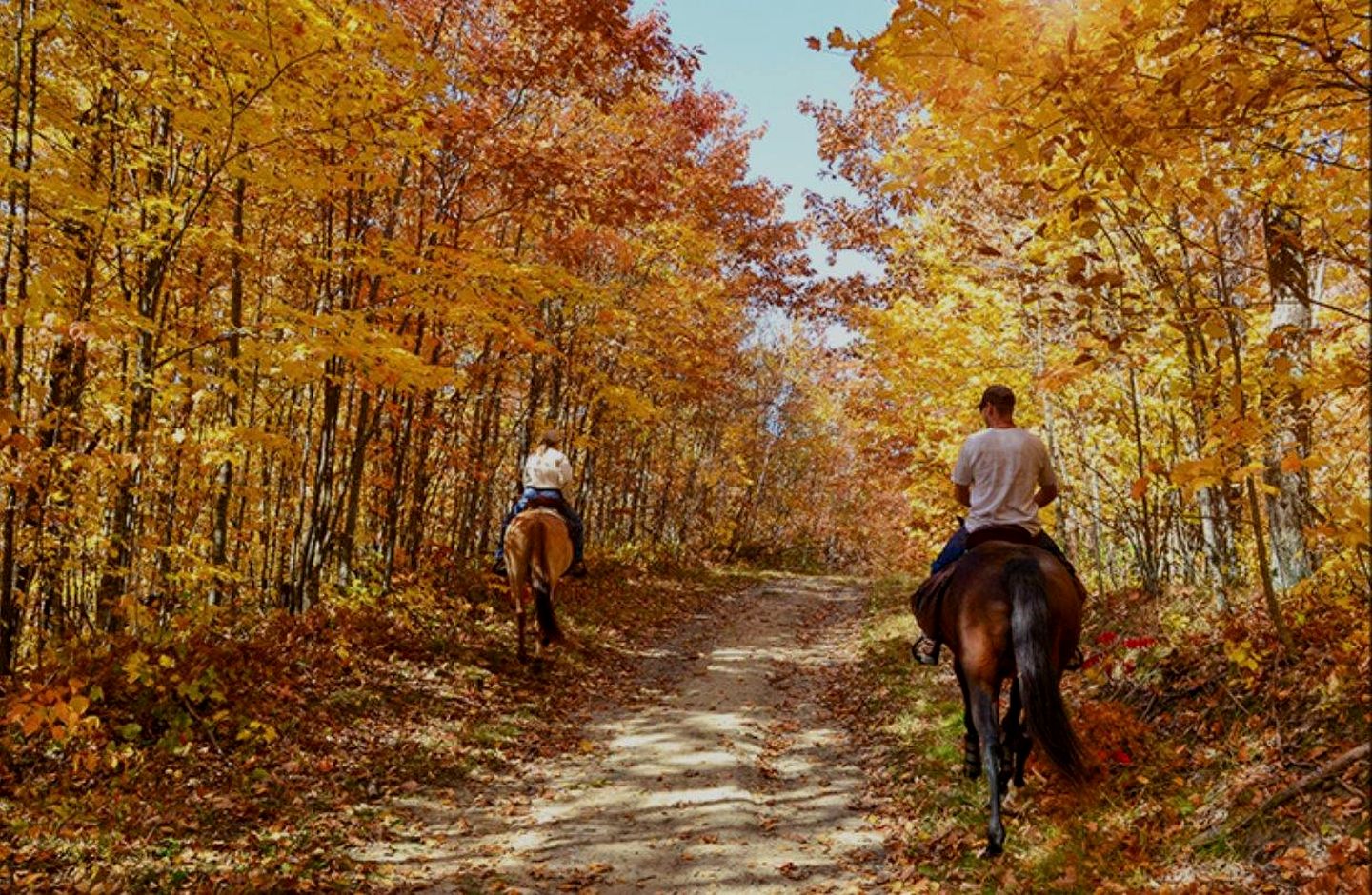Romantic Cabin in Shady Grove Area of the Smoky Mountains: A Perfect One-Level Retreat for Couples