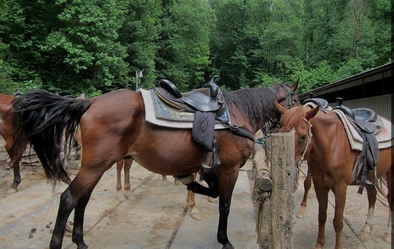 Log Cabins (United States of America, Sevierville, Tennessee)