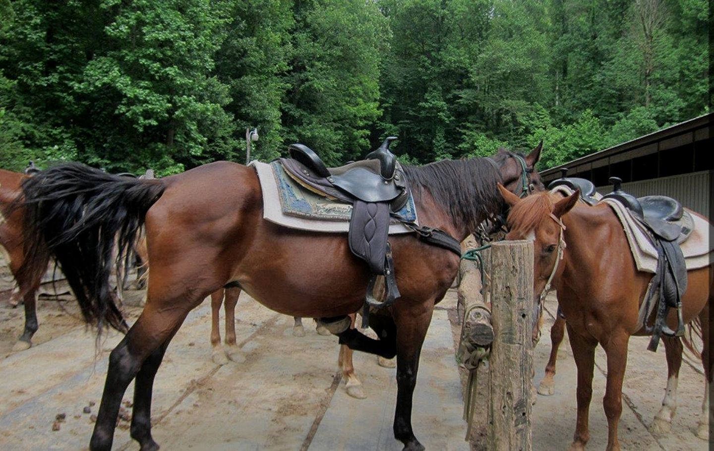 Romantic Cabin in Shady Grove Area of the Smoky Mountains: A Perfect One-Level Retreat for Couples