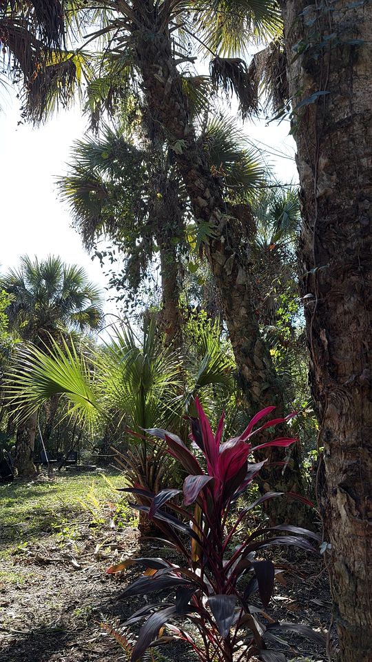Secluded Off-the-Grid Cabin with Tropical Land Near Cocoa, Florida