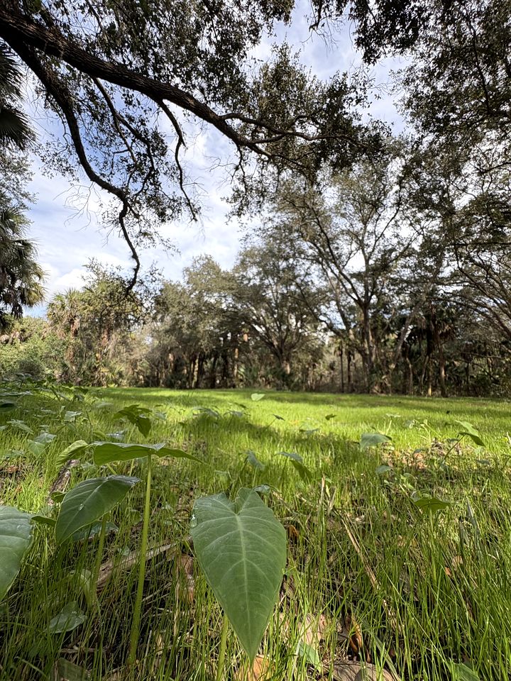 Secluded Off-the-Grid Cabin with Tropical Land Near Cocoa, Florida
