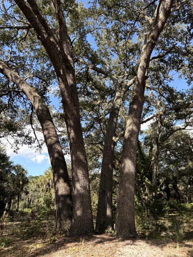 Cabins (United States of America, --, --)