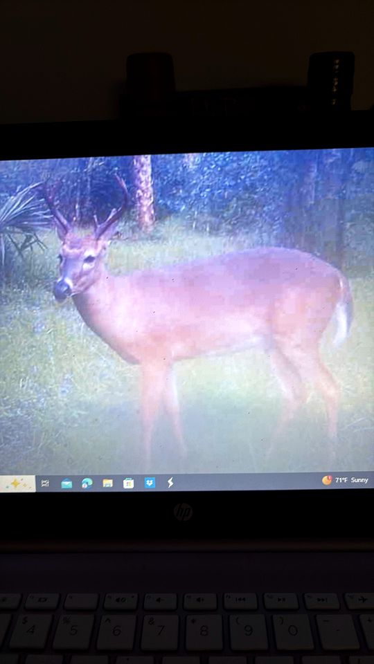 Secluded Off-the-Grid Cabin with Tropical Land Near Cocoa, Florida