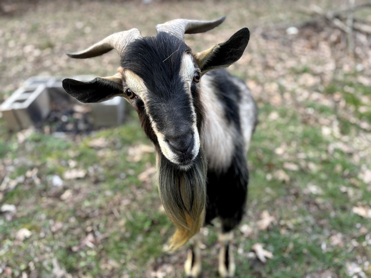Peaceful Tiny Cabin Escape with Loft, Private Trail & Forest Views in Columbia, Tennessee