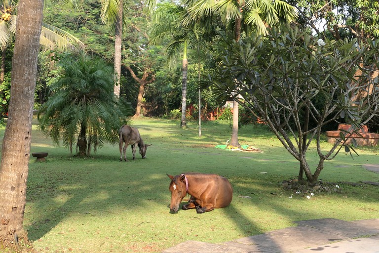 Huts (India, Bardez , Goa)