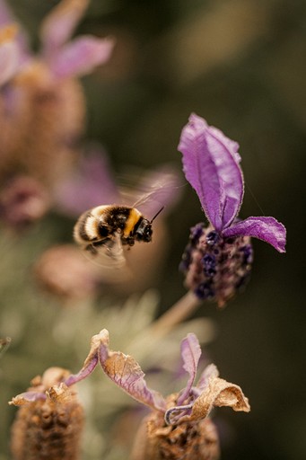 Tiny Houses (New Zealand, Akaroa, South Island)