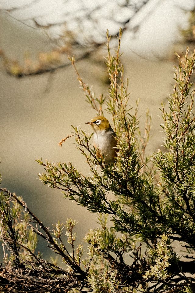 Incredible Tiny House Rental with Amazing Views in Akaroa, South Island