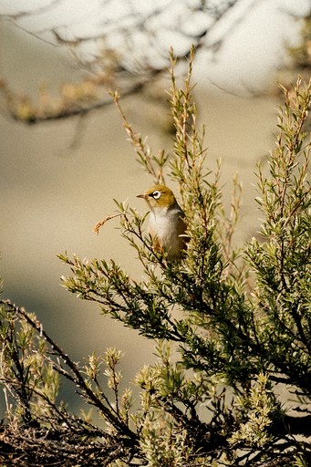 Tiny Houses (New Zealand, Akaroa, South Island)