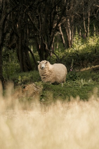 Tiny Houses (New Zealand, Akaroa, South Island)