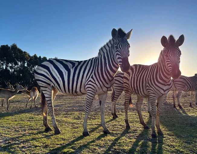 Safari Tents (Portugal, Zambujeira do Mar, Odemira)