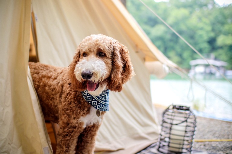 Safari Tents (United States of America, Helen, Georgia)