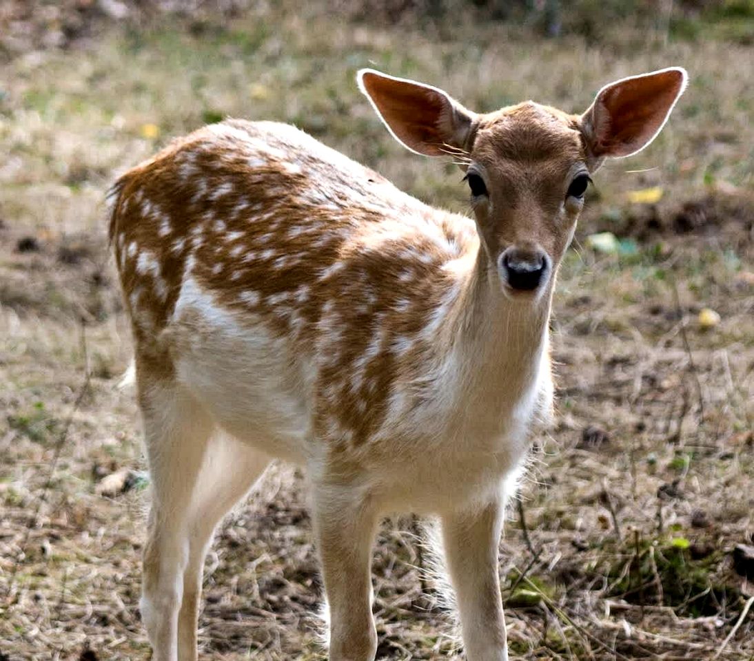 Charming Waterview Cottage with Sunset Views & Private Deck Near Acadia National Park | Ellsworth, Maine