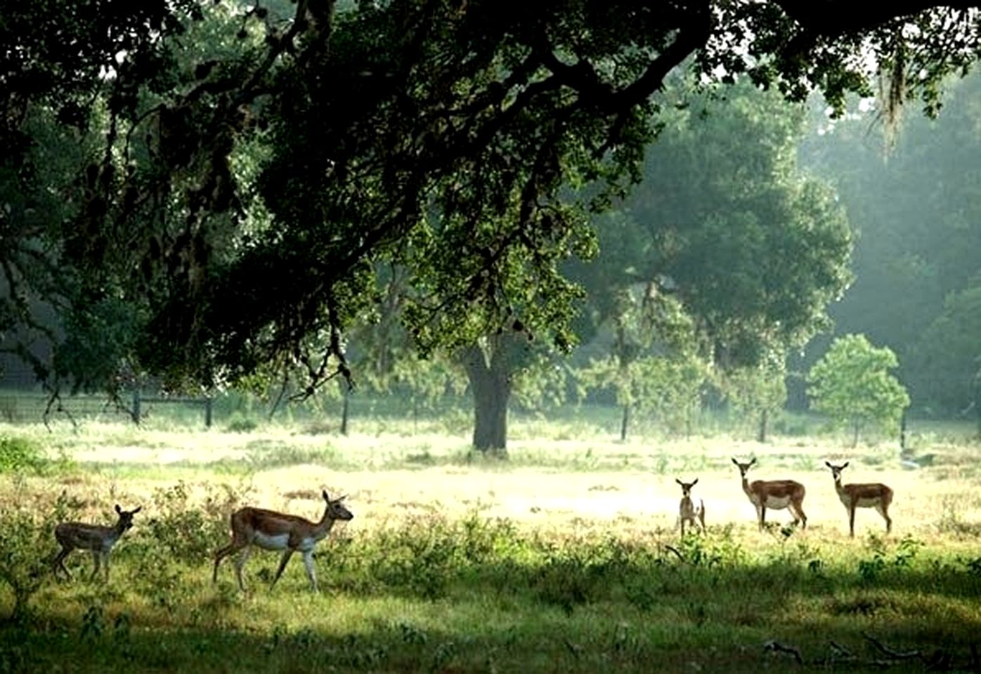 Cozy Luxury Suites with Private Pool on Working Ranch and B&B near Houston, Texas