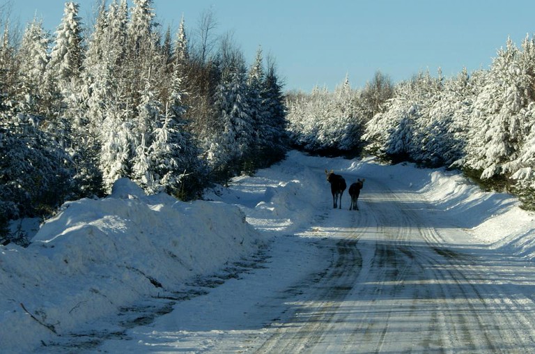 Cottages (Saint-Quentin, New Brunswick, Canada)