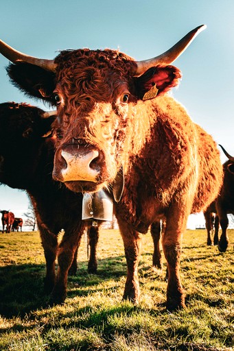 Vacation Rentals (France, Charbonnières-les-Vieilles, Auvergne-Rhône-Alpes)