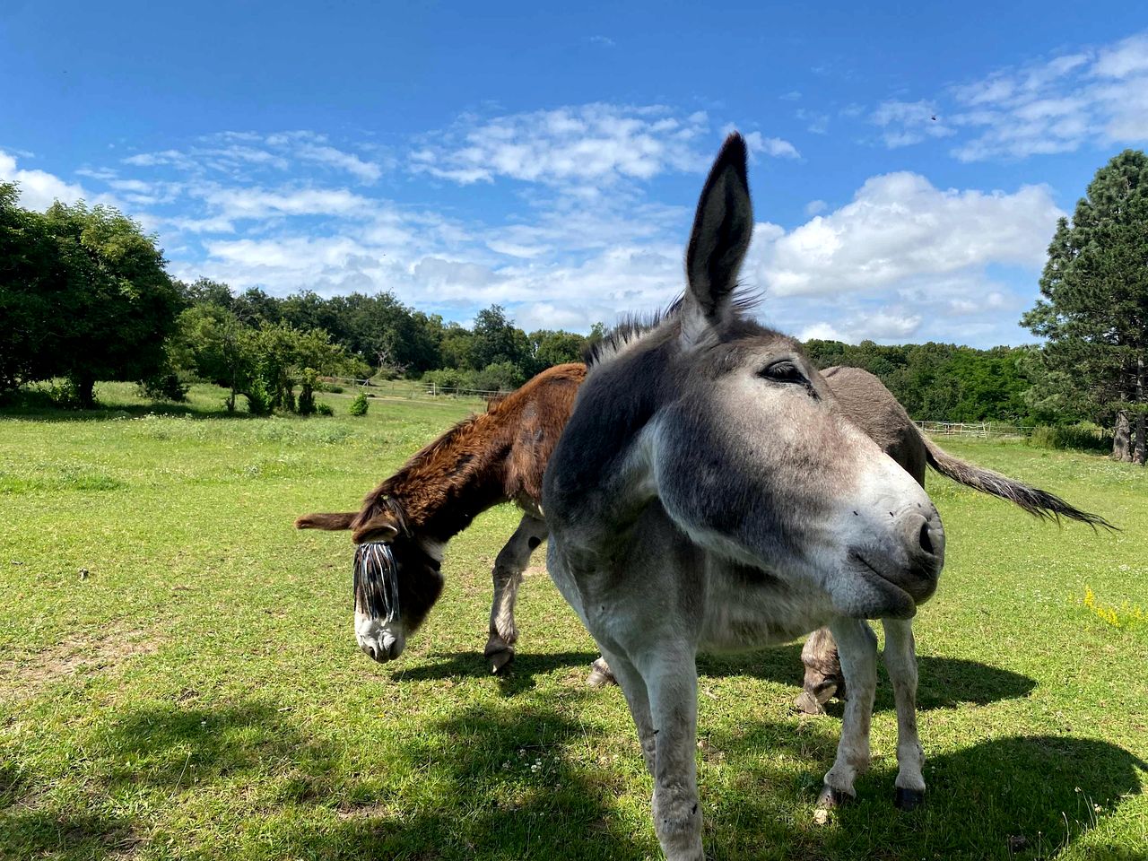 Charming Eco-Friendly Nature Home with Horseback Rides near Chaîne des Puys, Châtel-Guyon, Auvergne-Rhône-Alpes
