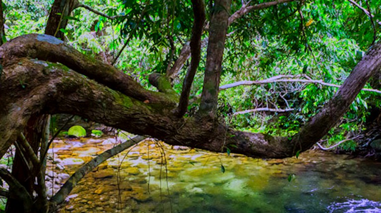 Cabins (Bellenden Ker, Queensland, Australia)