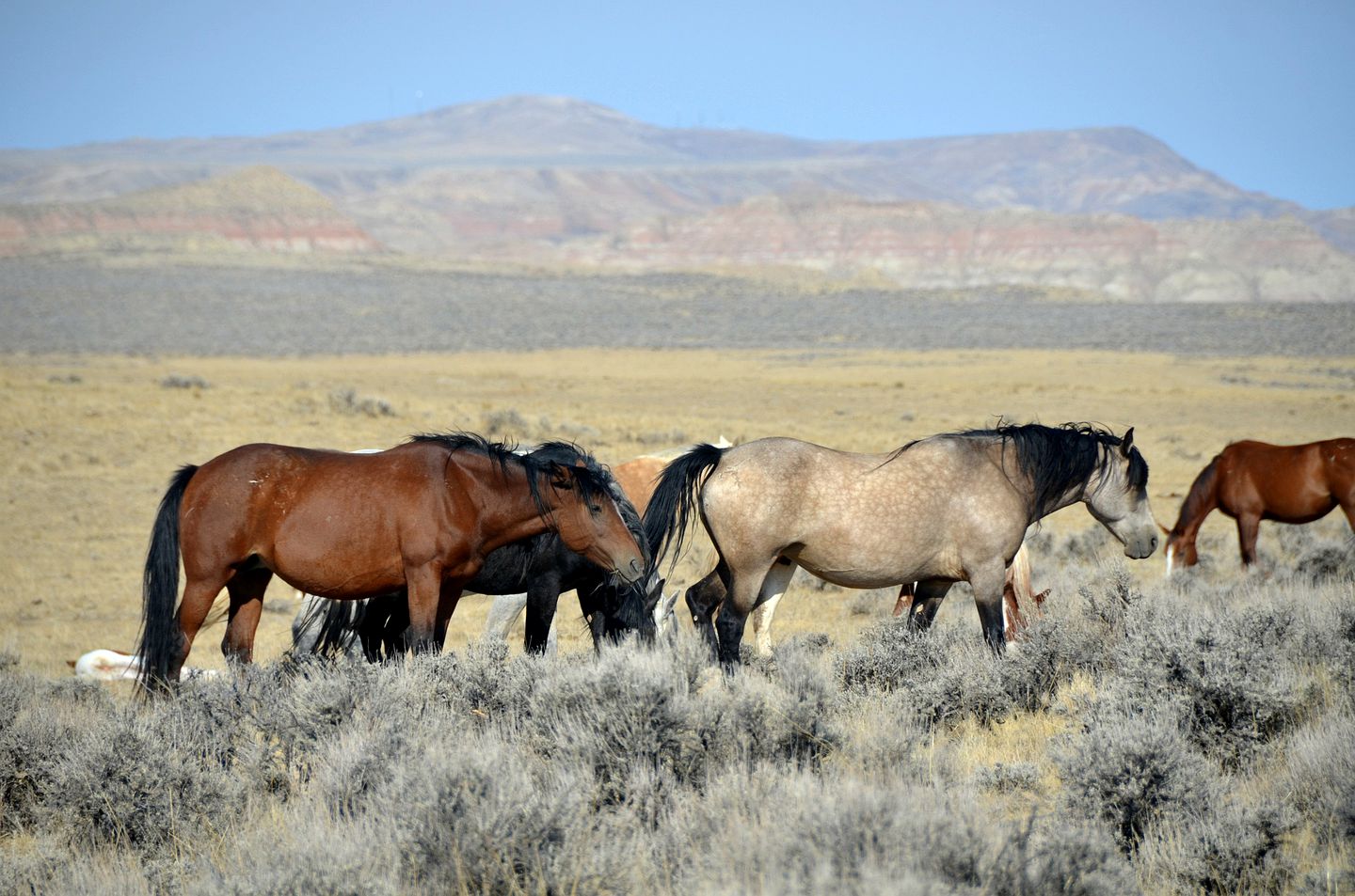 Log Cabins (Cody, Wyoming, United States)