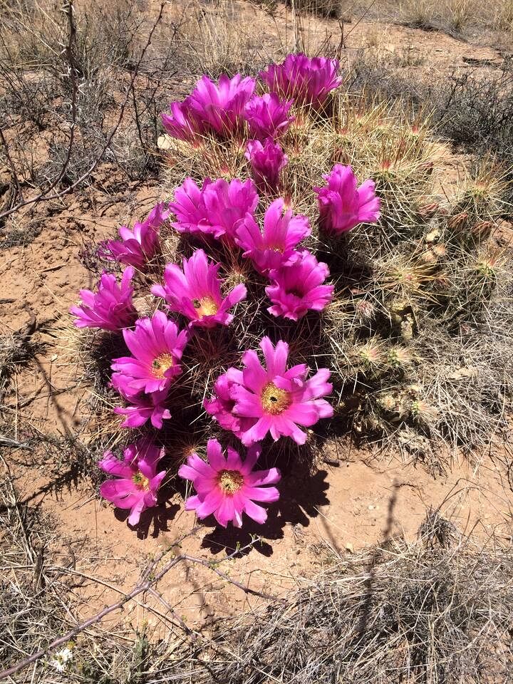 Unique Yurt Accommodation for a Romantic Getaway in El Paso, Texas