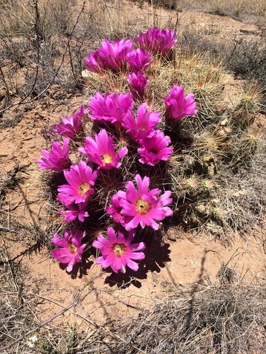 Yurts (United States of America, El Paso, Texas)
