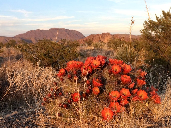 Yurts (United States of America, El Paso, Texas)