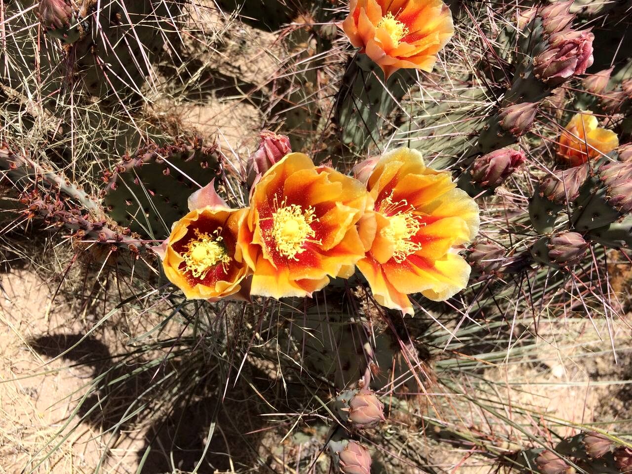 Unique Yurt Accommodation for a Romantic Getaway in El Paso, Texas