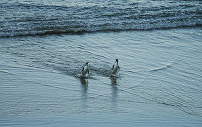Beach Houses (Papatowai, South Island, New Zealand)