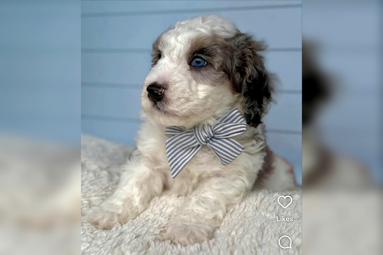 Cabins (United States of America, Pigeon Forge, Tennessee)