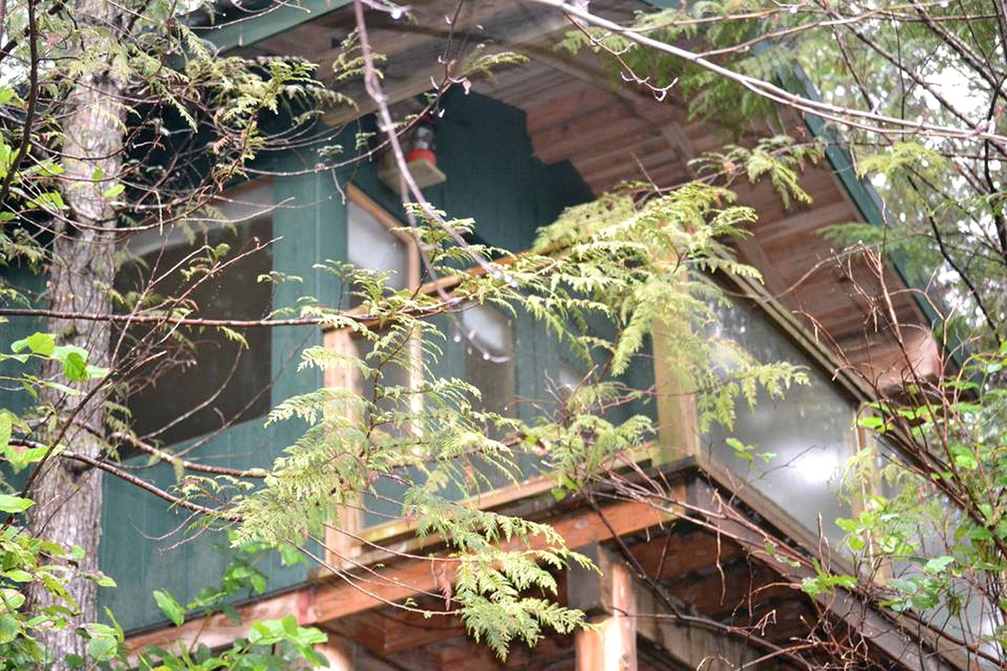 Leaves and branches in front of luxury cabin rental on Sunshine Coast: camping like never before