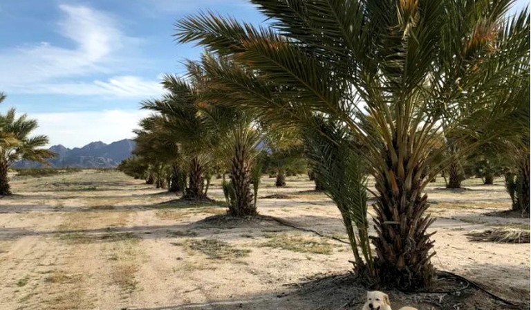 Vacation Rentals (United States of America, Wellton, Arizona)