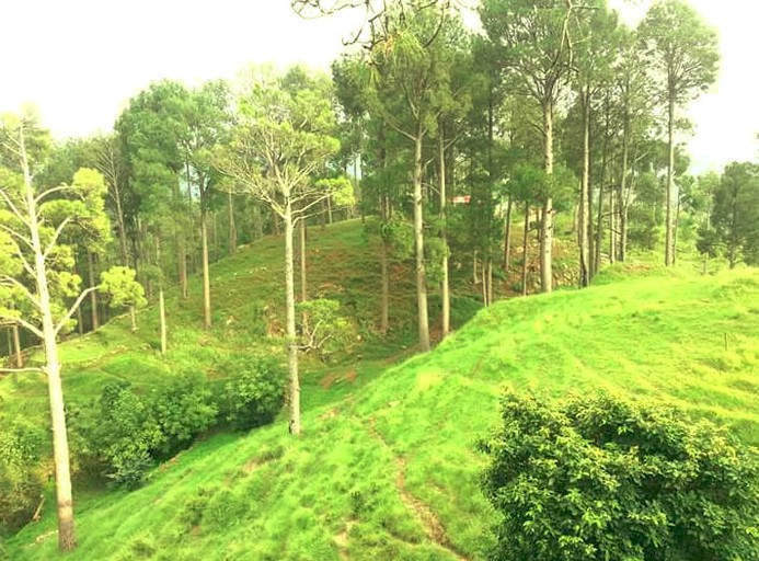 Bell Tents (Murree, Punjab, Pakistan)