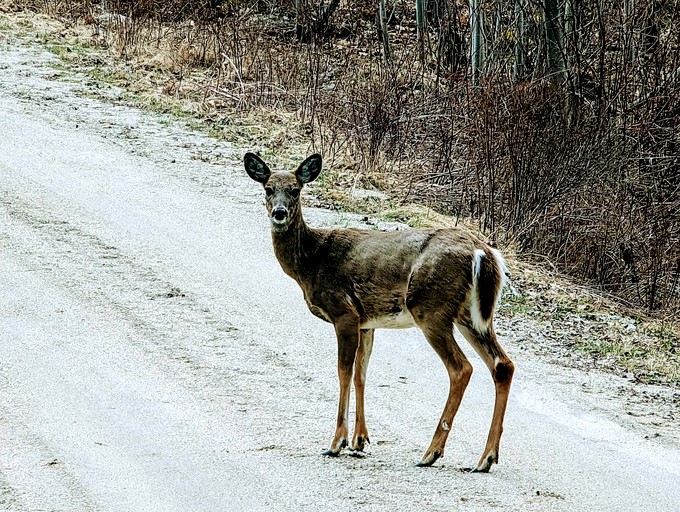 Vacation Rentals (United States of America, Gouldsboro, Maine)