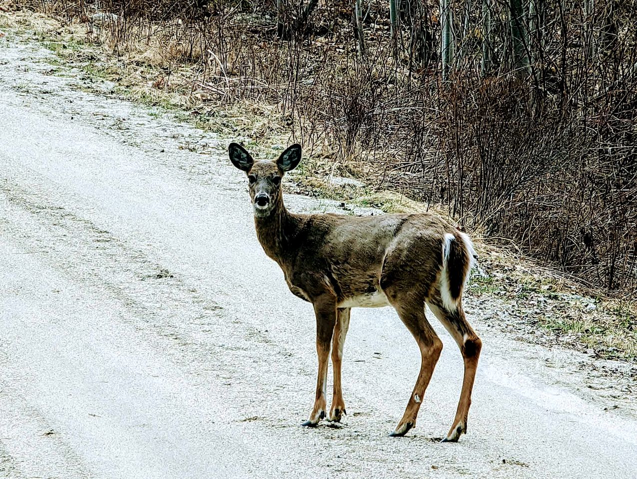 Picturesque Waterfront Cottage with Waterfall Views, Fireplace & Deck, Near Acadia National Park in Gouldsboro, Maine