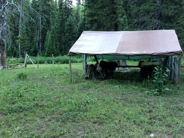Safari Tents (Jackson Hole, Wyoming, United States)