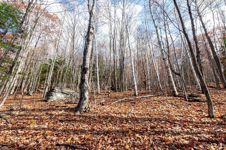 Yurts (Roxbury, New York, United States of America)