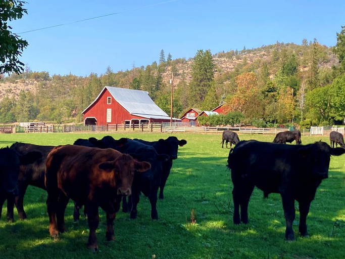 Red barn in a rural area surrounded by a cattle farm