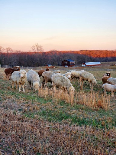 Barns (Scottsville, Virginia, United States of America)