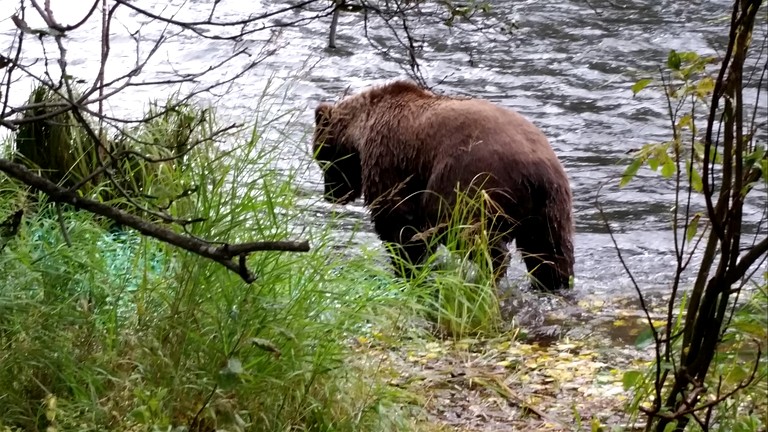 Cabins (United States of America, Cooper Landing, Alaska)