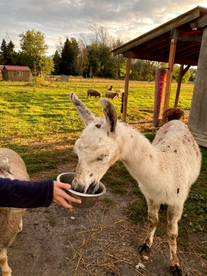 Luxury Camping with Llamas for an Ontario Glamping Farm Experience