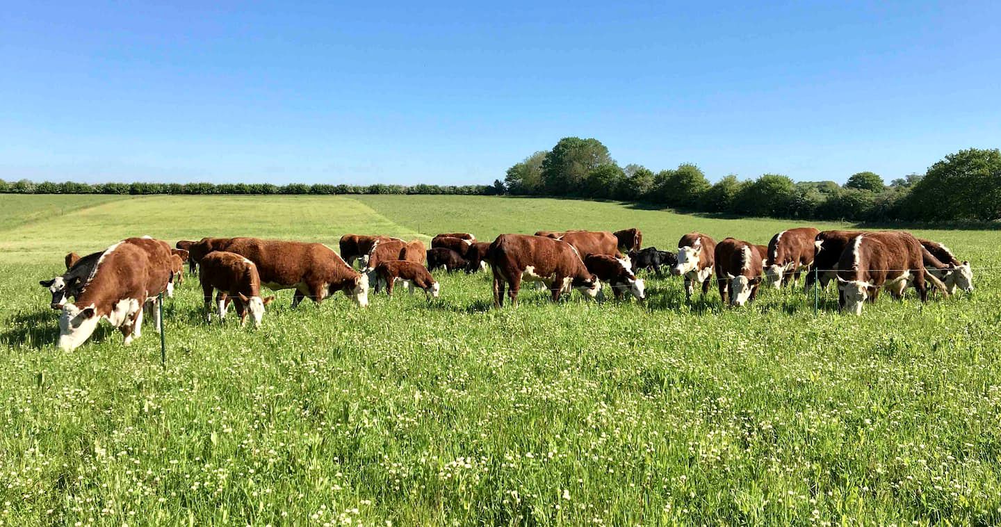 Gorgeous Bell Tent Rental on a Quiet Family Farm for Glamping in Norfolk