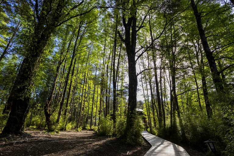 Cabins (Neltume, Los Ríos, Chile)