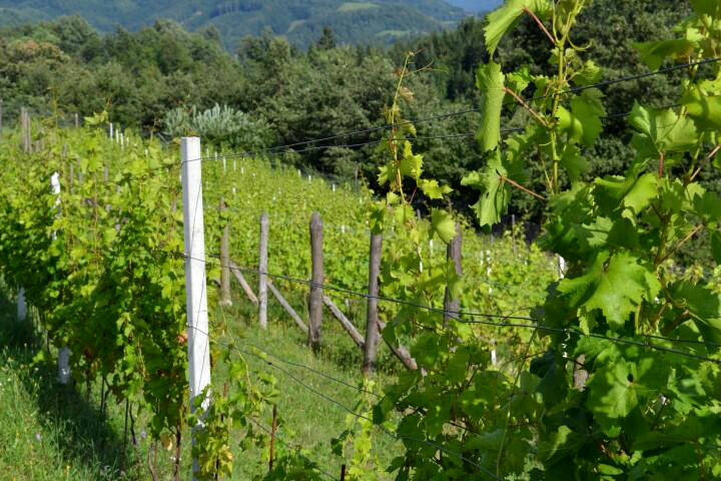 Idyllic Holiday Accommodation on a Beautiful Farm in Kozje, Eastern Slovenia