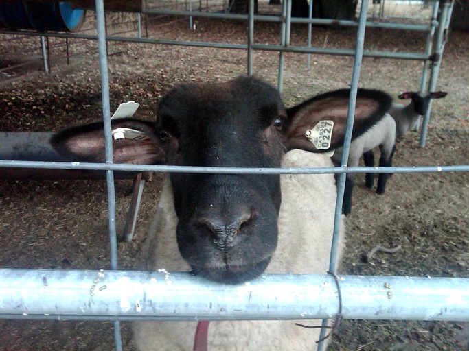 Lazy Y Guest Ranch, Barns 58044, Warner Springs, United States of America