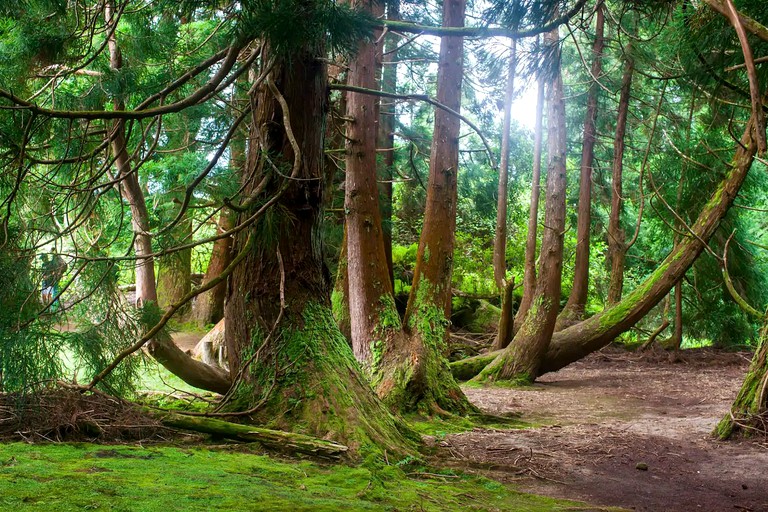 Tree Houses (Praia da Vitória, Azores, Portugal)