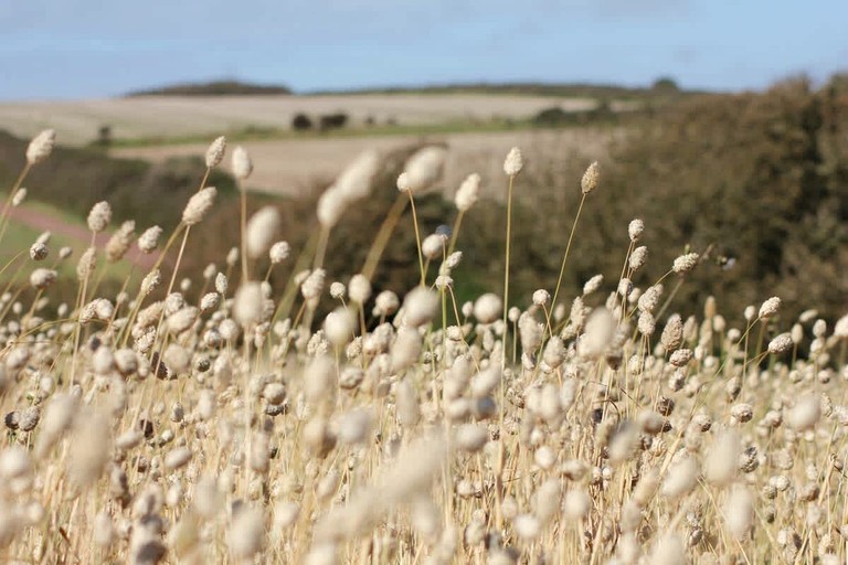 Cottages (United Kingdom, Pembrokeshire, Wales)